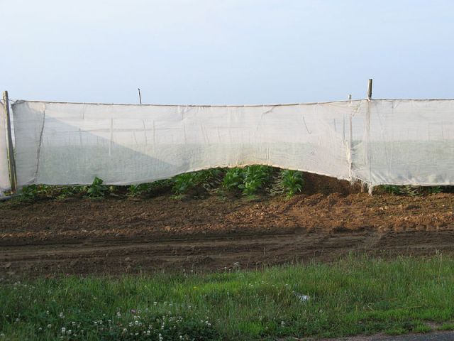 800px-Shade_grown_tobacco_in_East_Windsor_Connecticut